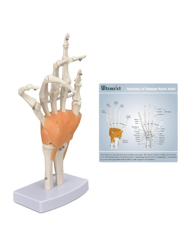 Modelo de Mano Humana Ultrassist 1:1 con Ligamentos Flexibles