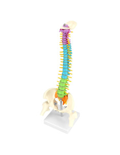 Modelo de Columna Vertebral Humana QWORK 45 cm con Nervios