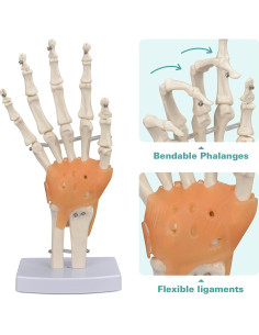 Modelo de Mano Humana Ultrassist 1:1 con Ligamentos Flexibles 2
