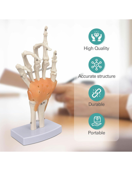 Modelo de Mano Humana Ultrassist 1:1 con Ligamentos Flexibles