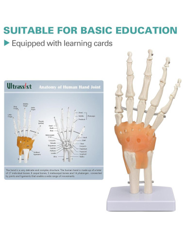 Modelo de Mano Humana Ultrassist 1:1 con Ligamentos Flexibles