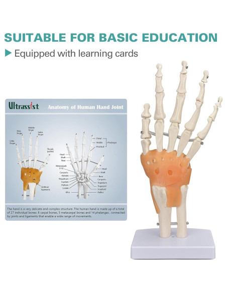 Modelo de Mano Humana Ultrassist 1:1 con Ligamentos Flexibles