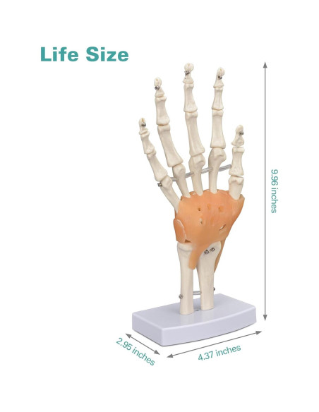 Modelo de Mano Humana Ultrassist 1:1 con Ligamentos Flexibles