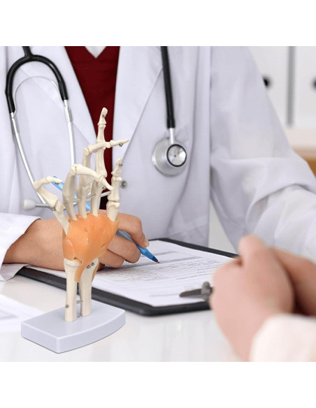 Modelo de Mano Humana Ultrassist 1:1 con Ligamentos Flexibles