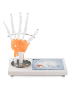 Modelo de Articulación de Mano Humana Ultrassist 1:1 con Base de Madera