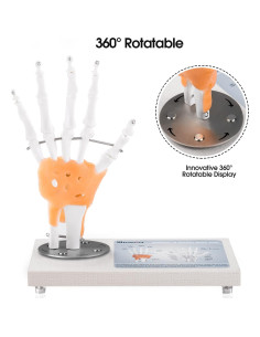 Modelo de Articulación de Mano Humana Ultrassist 1:1 con Base de Madera 2