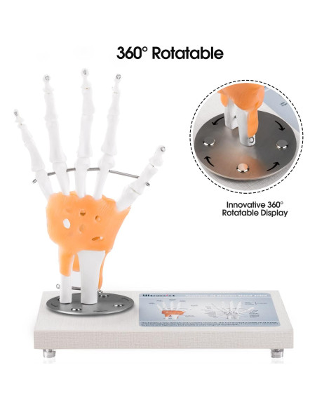 Modelo de Articulación de Mano Humana Ultrassist 1:1 con Base de Madera