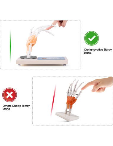 Modelo de Articulación de Mano Humana Ultrassist 1:1 con Base de Madera