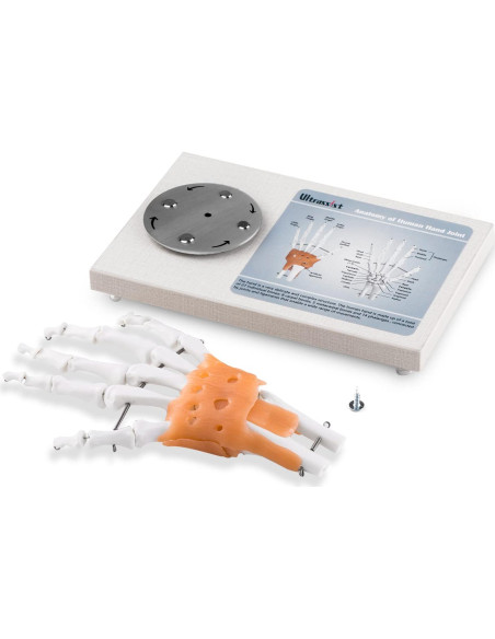 Modelo de Articulación de Mano Humana Ultrassist 1:1 con Base de Madera