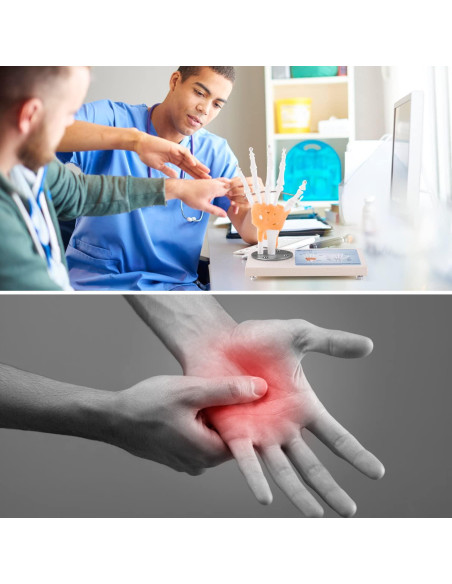 Modelo de Articulación de Mano Humana Ultrassist 1:1 con Base de Madera