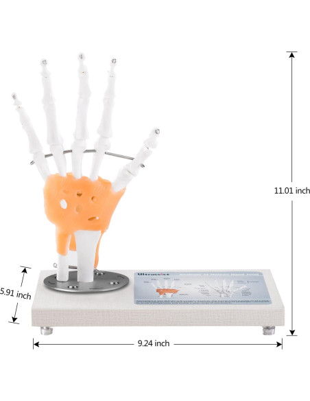 Modelo de Articulación de Mano Humana Ultrassist 1:1 con Base de Madera