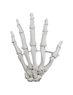 Modelo de Mano Izquierda Articulada Eisco Labs 16.5cm