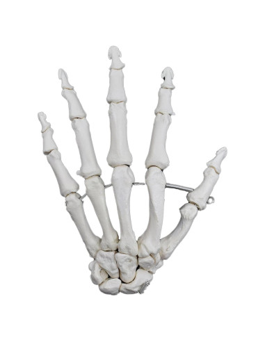 Modelo de Mano Izquierda Articulada Eisco Labs 16.5cm