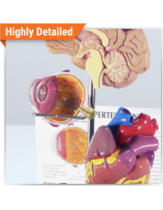 Modelo de Hipertensión GPI Anatomicals con Tarjeta Educativa 2