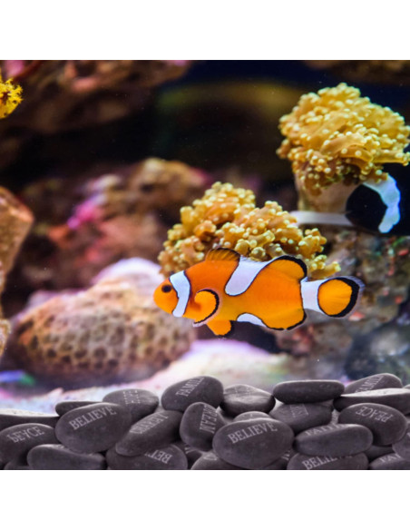 12 Piedras de Río Pulidas con Palabras Inspiradoras - Negro