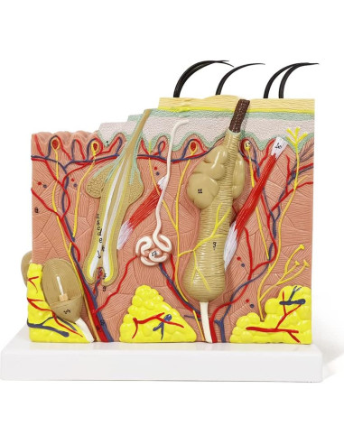 Modelo Anatómico de Piel Benilev 35X para Aula de Ciencias