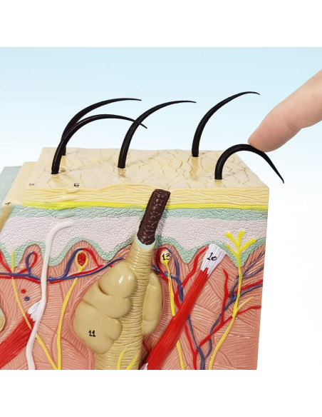 Modelo Anatómico de Piel Benilev 35X para Aula de Ciencias