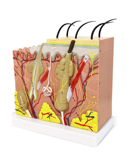 Modelo Anatómico de Piel Benilev 35X para Aula de Ciencias