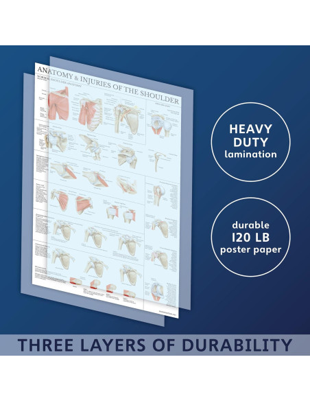 Cartel Anatomía del Hombro Laminado Palace Learning 61x45.7cm