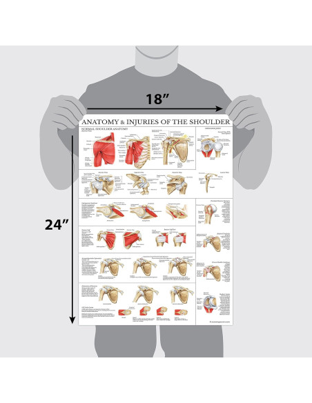 Cartel Anatomía del Hombro Laminado Palace Learning 61x45.7cm