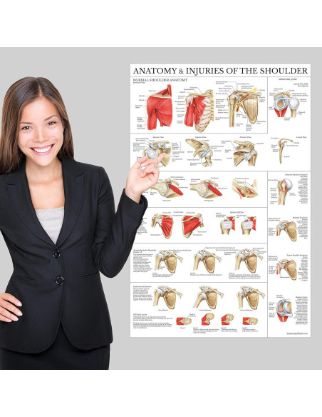 Cartel Anatomía del Hombro Laminado Palace Learning 61x45.7cm