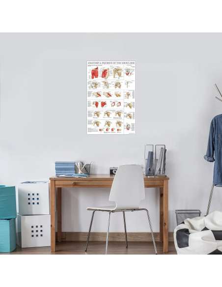 Cartel Anatomía del Hombro Laminado Palace Learning 61x45.7cm