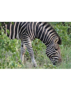 Lente Telefoto 3.5X Digital Nc para Pentax 645Z - 50mm 2