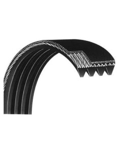 Correa de Polea Flexonic Hydra Fitness 154.94 cm 6 Costillas