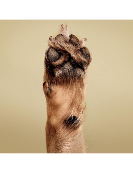 Acondicionador Calmante de Avena Paul Mitchell 500 ml