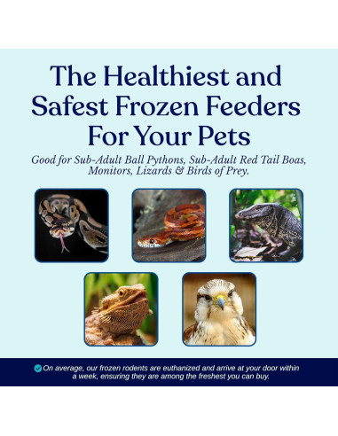 Ratas Congeladas Pequeñas MiceDirect 10 Unidades 11-15 cm