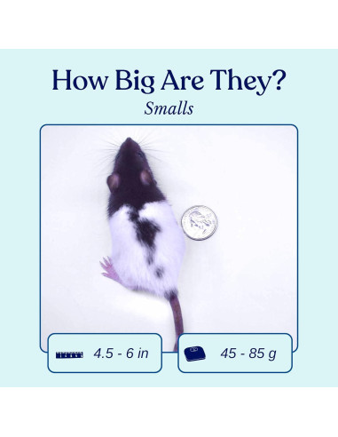 Ratas Congeladas Pequeñas MiceDirect 10 Unidades 11-15 cm