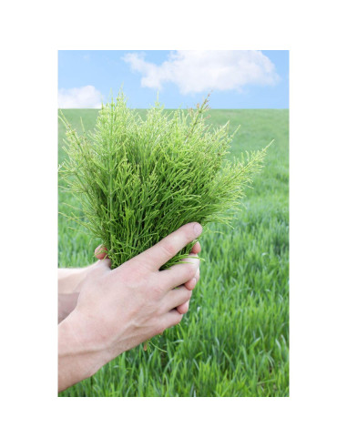 Té Herbal Cola de Caballo Health Embassy 100g - Natural y Libre de OGM