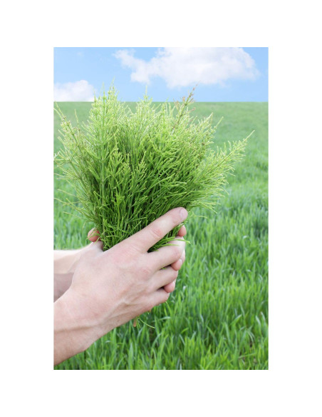 Té Herbal Cola de Caballo Health Embassy 100g - Natural y Libre de OGM