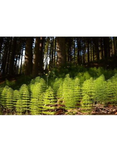 Té Herbal Cola de Caballo Health Embassy 100g - Natural y Libre de OGM