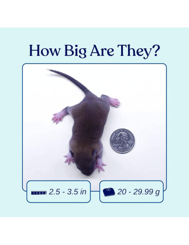 Alimento Congelado para Serpientes MiceDirect - Ratas 5 Piezas 6.35-8.89 cm