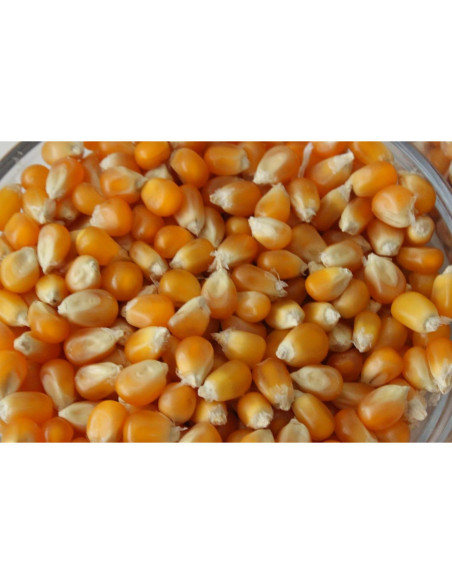 Granos de Palomitas de Maíz Champiñón Tío Myron 0.57 kg - Sin OGM, Sin Gluten