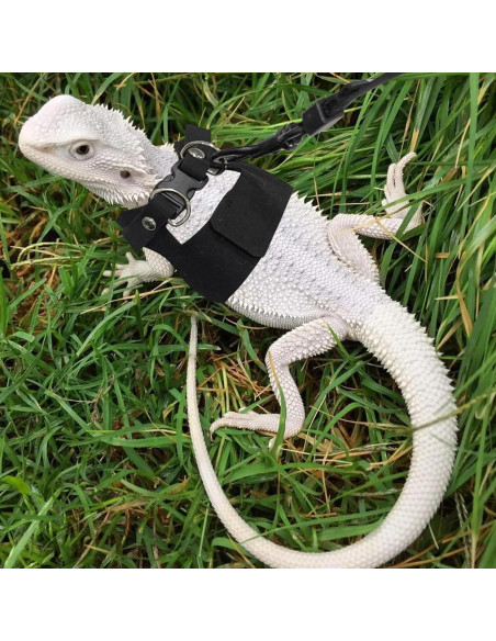 Conjunto Arnés y Correa Ajustable para Dragón Barbudo - Negro