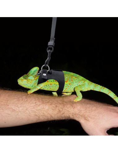 Conjunto Arnés y Correa Ajustable para Dragón Barbudo - Negro