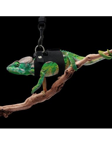 Conjunto Arnés y Correa Ajustable para Dragón Barbudo - Negro