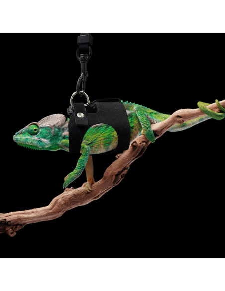 Conjunto Arnés y Correa Ajustable para Dragón Barbudo - Negro