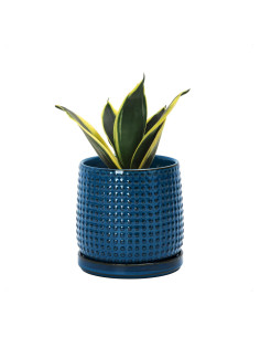 Maceta de Cerámica D'vine Dev 10.16 cm Azul Medianoche con Platillo