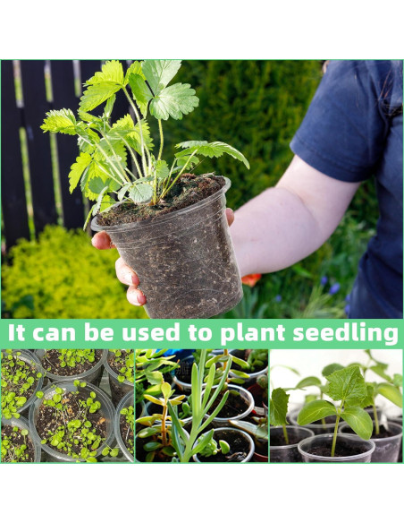 Macetero de Plástico Transparente LOCONHA 5" (Paquete 36)