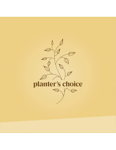 Kit de Bonsai Planters' Choice - Cultiva 4 Especies en Casa