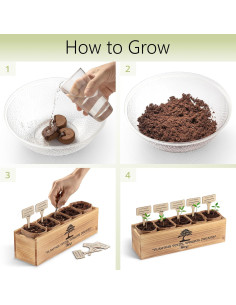 Kit de Árbol Bonsai AVERGO - 5 Árboles para Cultivar 2