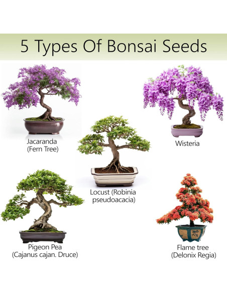 Kit de Árbol Bonsai AVERGO - 5 Árboles para Cultivar