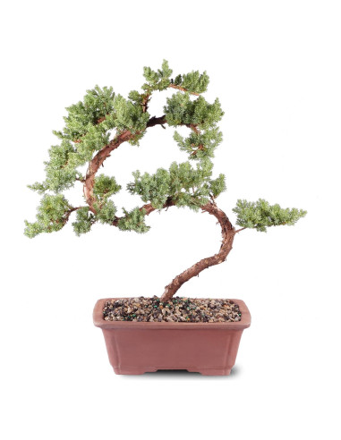 Bonsái Brussel's DT4002GMJ Junípero Mound Verde Grande
