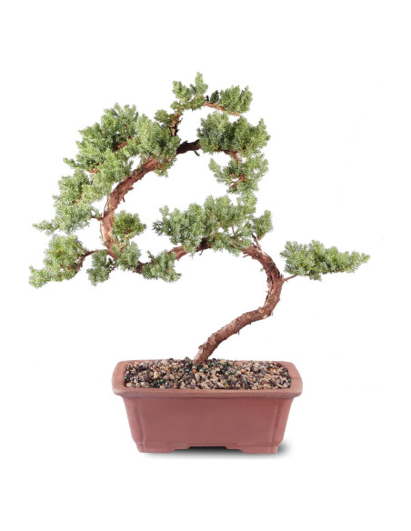 Bonsái Brussel's DT4002GMJ Junípero Mound Verde Grande