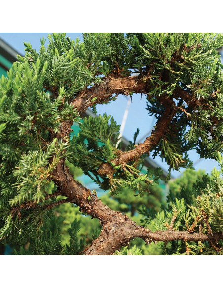 Bonsái Brussel's DT4002GMJ Junípero Mound Verde Grande