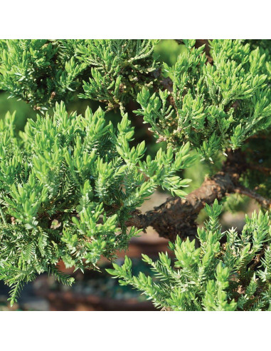 Bonsái Brussel's DT4002GMJ Junípero Mound Verde Grande