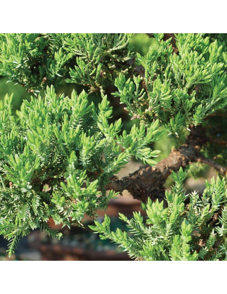 Bonsái Brussel's DT4002GMJ Junípero Mound Verde Grande